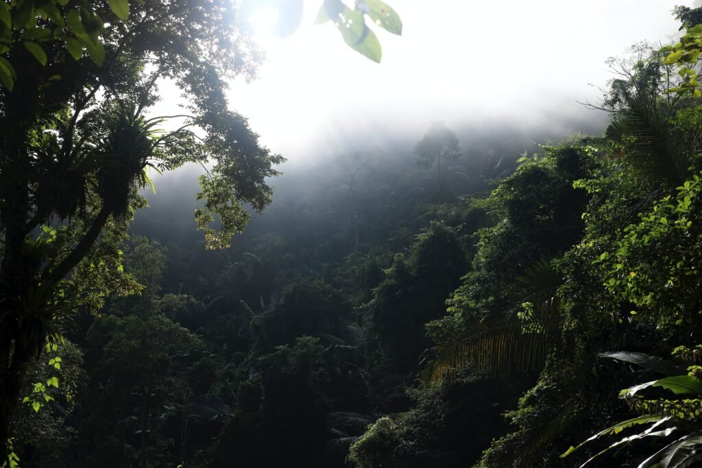 a lush green forest filled with lots of trees